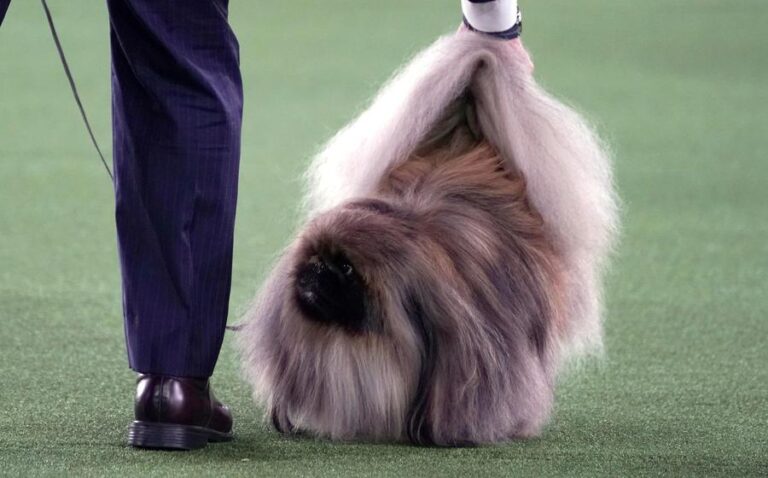 Kurorëzohet qeni më i bukur i SHBA-së, një pekinez me emrin Wasabi (Foto)