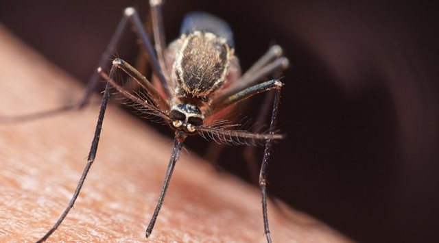 Këto janë 4 ngjyrat që tërheqin mushkonjat si magnet!