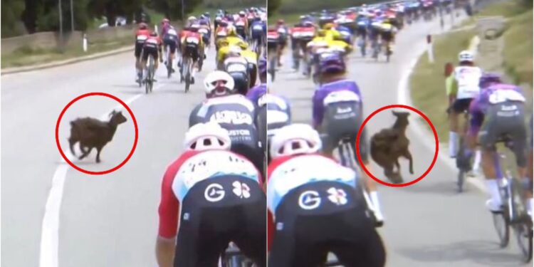 Incident në etapën e tretë të “Giro D’italia” në Vlorë, dhia hyn mes çiklistëve duke i penguar në garë (VIDEO)